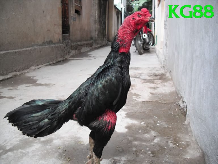 Đá Gà Trực Tiếp - Trải nghiệm tuyệt vời - Game NFT