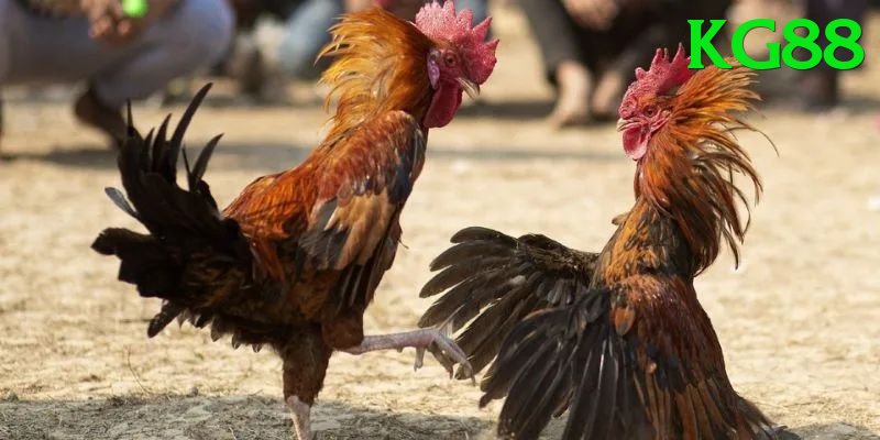 Đá Gà Trực Tiếp - kg88 - Nền tảng